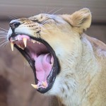 Der Wille entscheidet