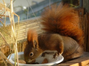 aboutpixel.de - © jacques Kohler